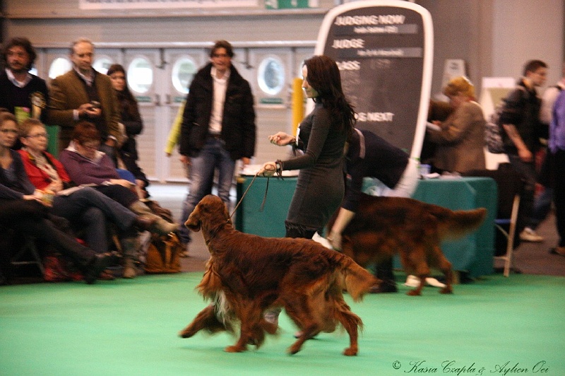 Crufts2011 851.jpg